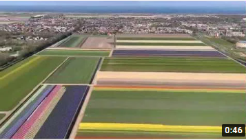 Short Aereal view of the flowerbulb fields around Den Helder.