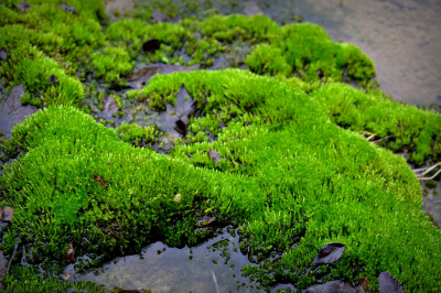 Peat moss Sphagnum.